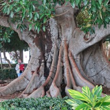 Another huge tree with an African Lady in Cádiz in the park Alameda de Apodaca